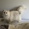 Аватар квестера