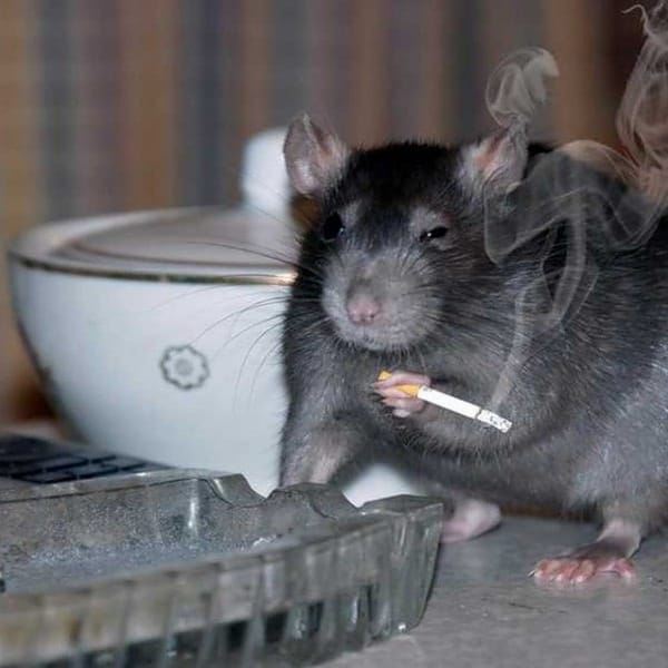 Аватар квестера