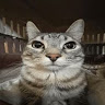 Аватар квестера
